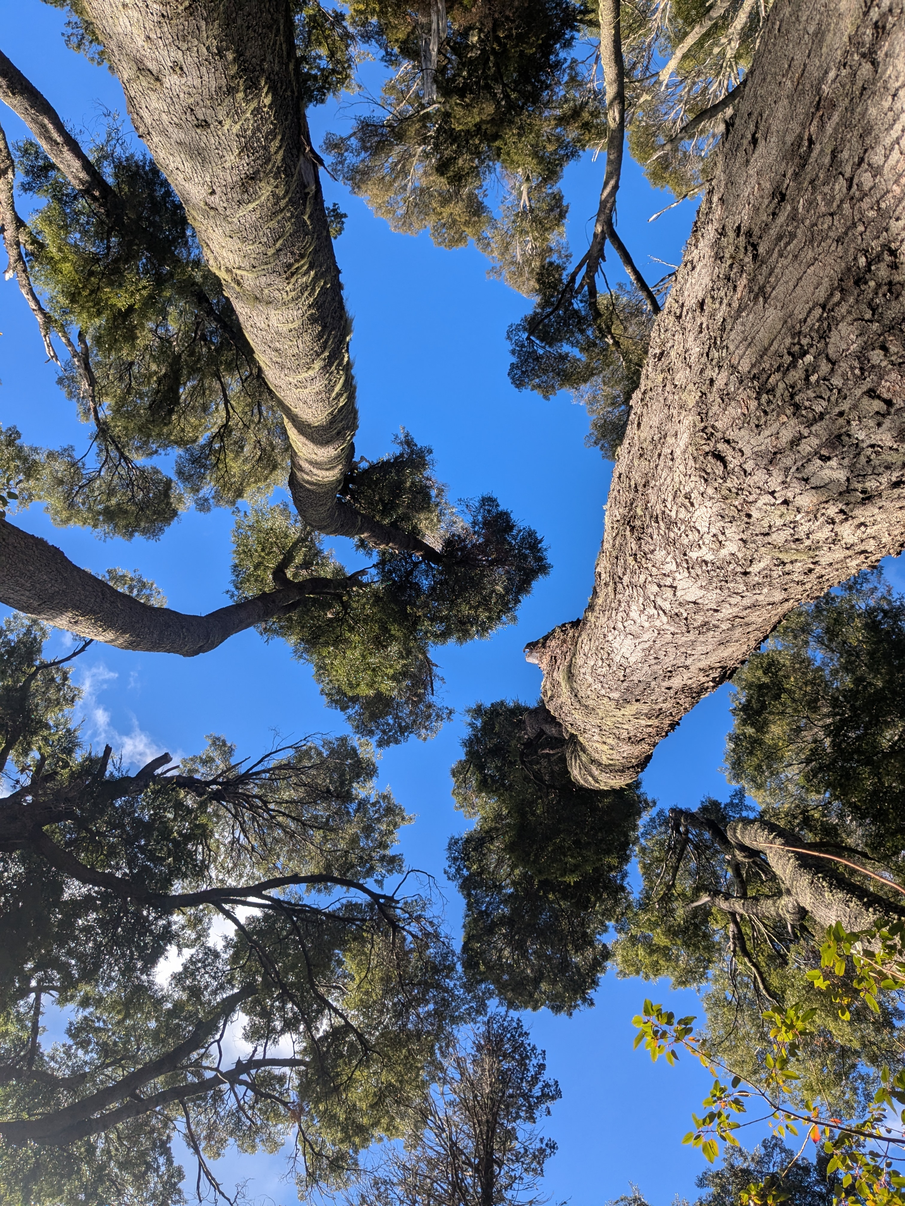 Looking up through the coihue and cypress canopy
